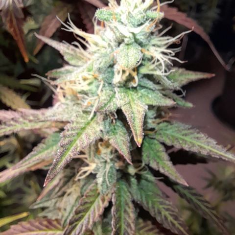 Green Gelato  growlog timeline photo