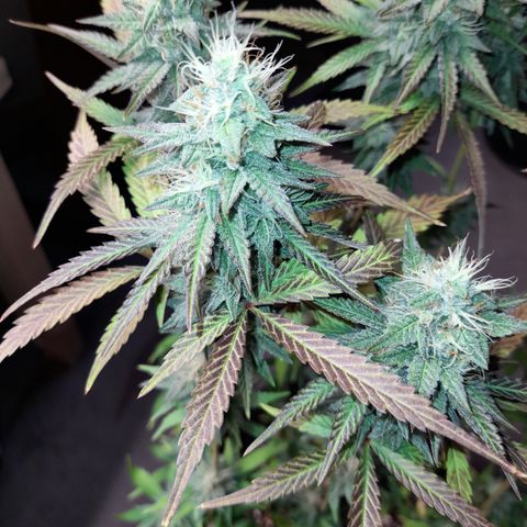 Green Gelato  growlog timeline photo