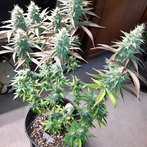 Green Gelato  growlog timeline photo