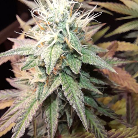 Green Gelato  growlog timeline photo