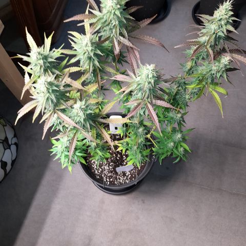 Green Gelato  growlog timeline photo