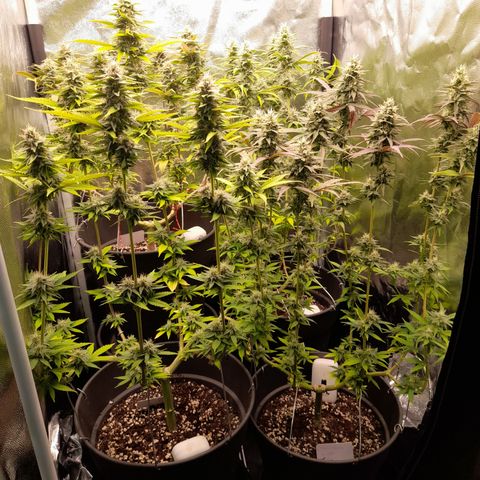 Fat Gorilla  growlog timeline photo