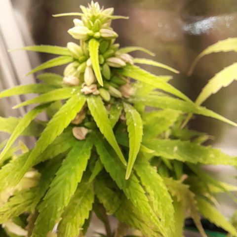Royal Runtz  growlog timeline photo
