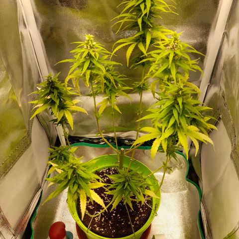 Royal Runtz  growlog timeline photo