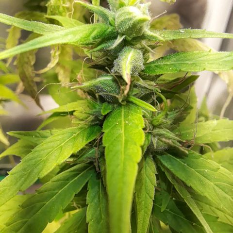 Royal Runtz  growlog timeline photo