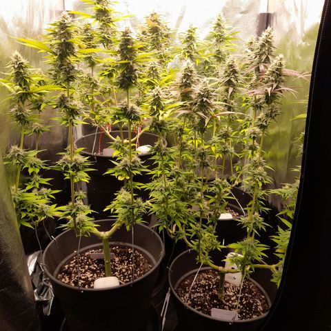 Fat Gorilla  growlog timeline photo