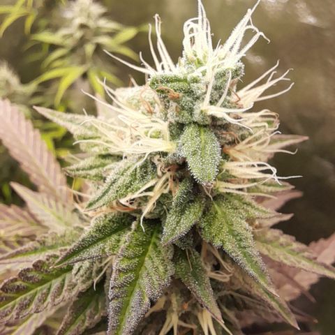 Green Gelato  growlog timeline photo