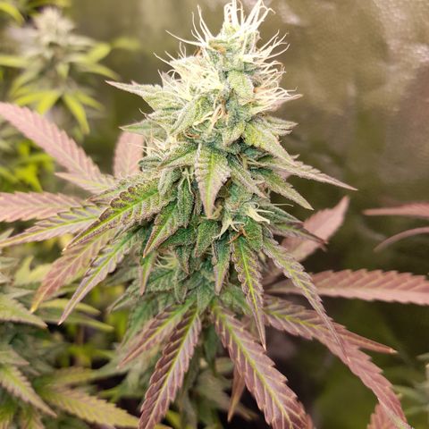 Green Gelato  growlog timeline photo