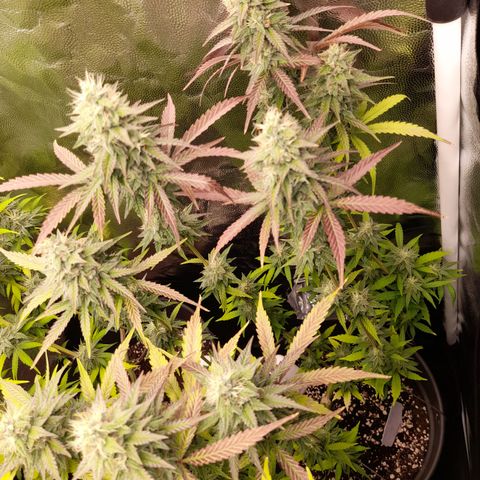 Green Gelato  growlog timeline photo