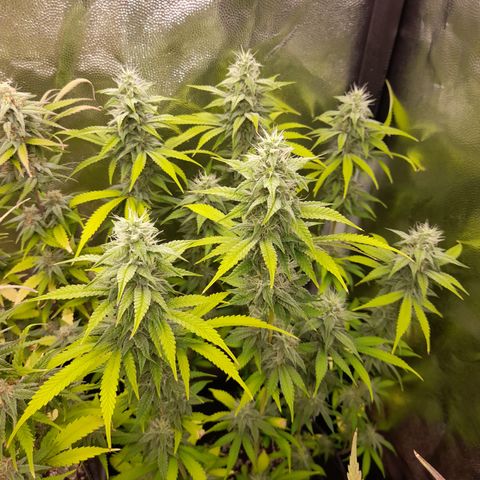 Sherbet Queen  growlog timeline photo