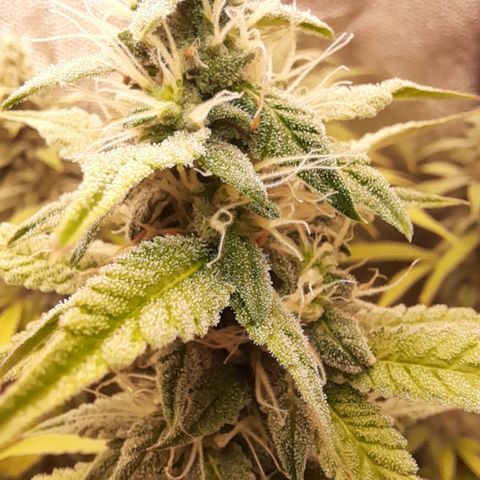 Sherbet Queen  growlog timeline photo