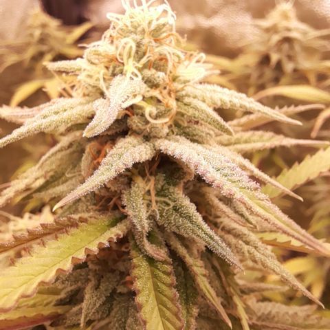 Pink Runtz  growlog timeline photo