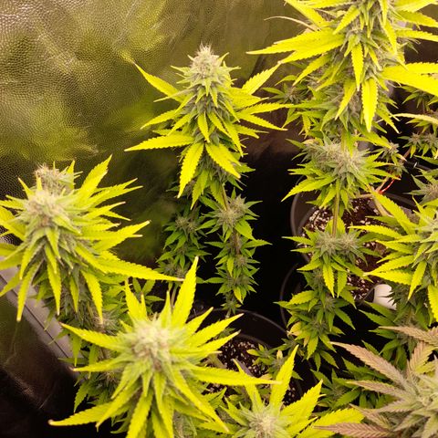 Fat Gorilla  growlog timeline photo