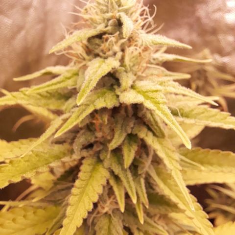 Fat Gorilla  growlog timeline photo