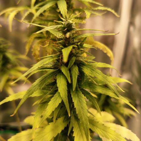 Royal Runtz  growlog timeline photo