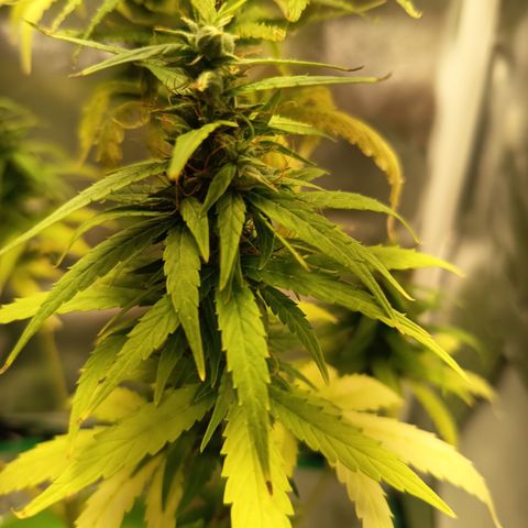 Royal Runtz  growlog timeline photo