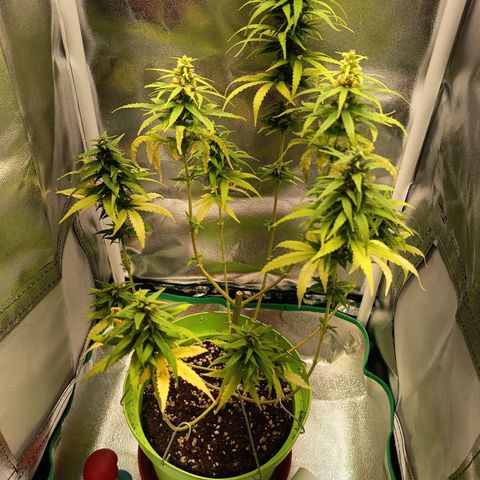 Royal Runtz  growlog timeline photo