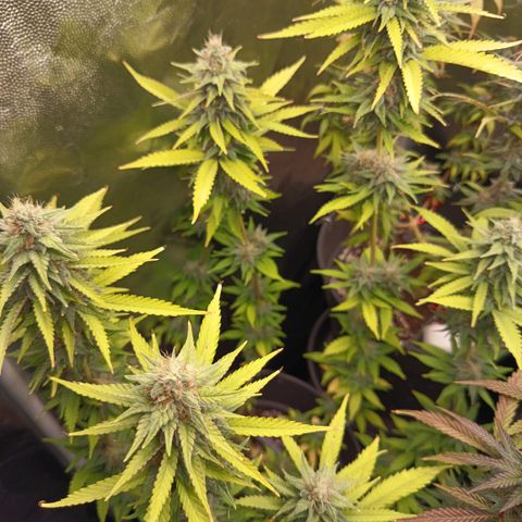 Fat Gorilla  growlog timeline photo