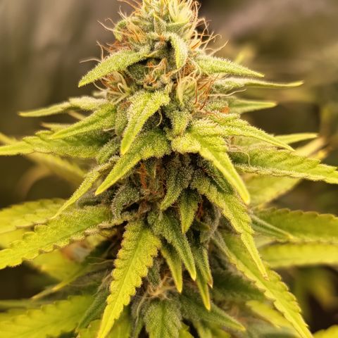 Fat Gorilla  growlog timeline photo