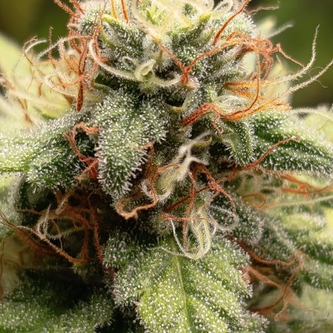 Fat Gorilla  growlog timeline photo