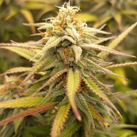 Pink Runtz  growlog timeline photo