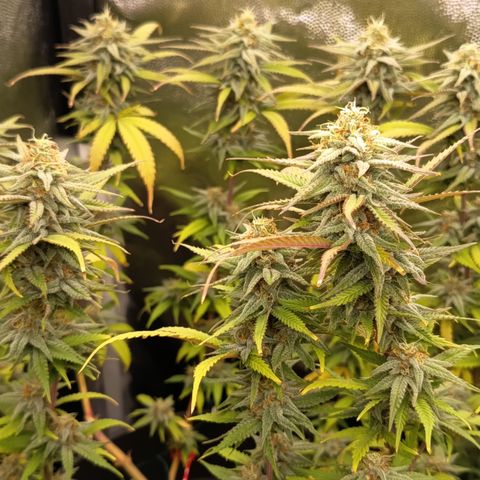 Pink Runtz  growlog timeline photo