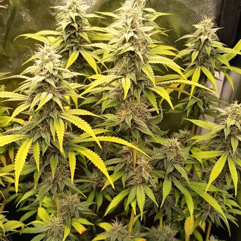 Sherbet Queen  growlog timeline photo