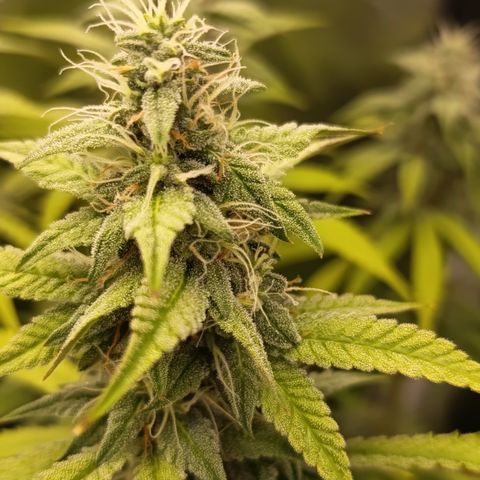 Sherbet Queen  growlog timeline photo
