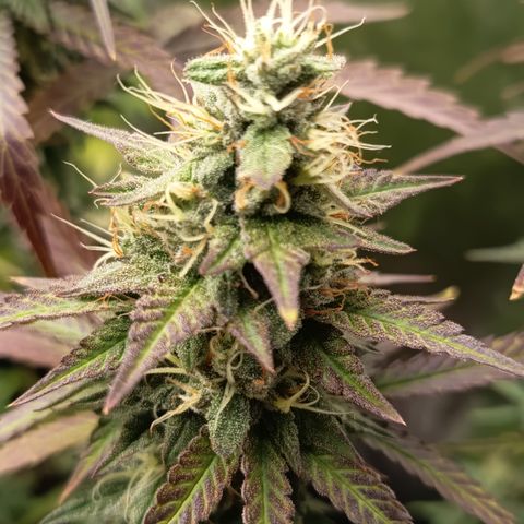 Green Gelato  growlog timeline photo