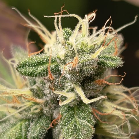 Green Gelato  growlog timeline photo