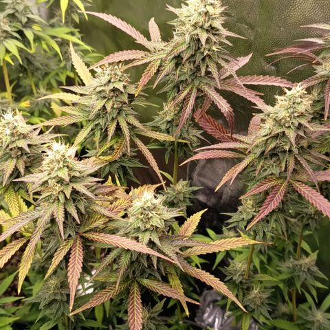 Green Gelato  growlog timeline photo