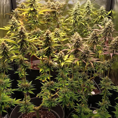 Fat Gorilla  growlog timeline photo