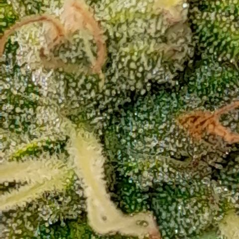 Green Gelato  growlog timeline photo