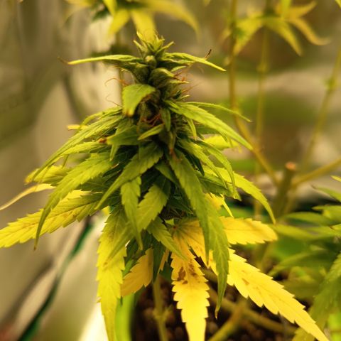 Royal Runtz  growlog timeline photo