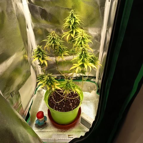 Royal Runtz  growlog timeline photo