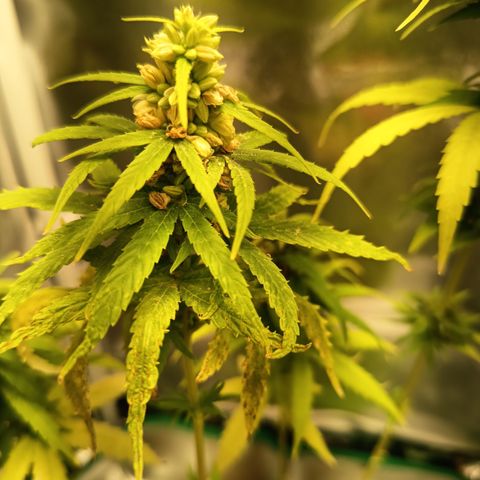 Royal Runtz  growlog timeline photo