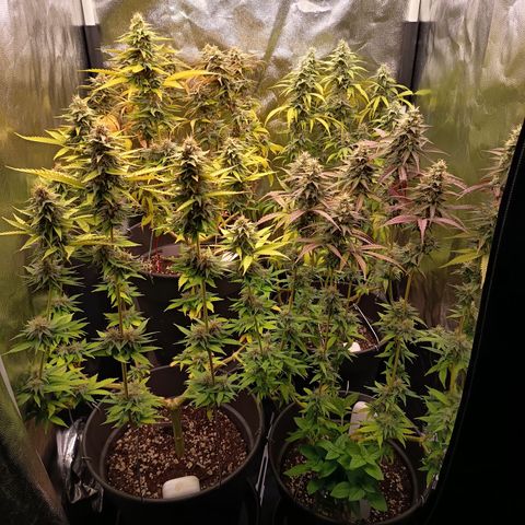 Fat Gorilla  growlog timeline photo