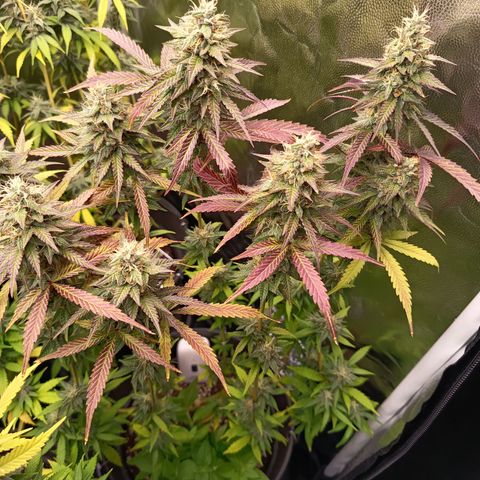 Green Gelato  growlog timeline photo