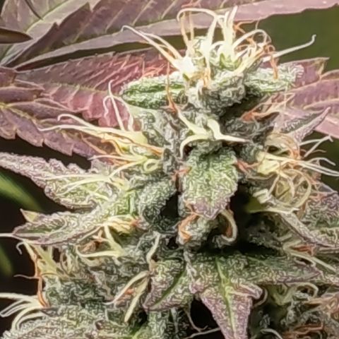 Green Gelato  growlog timeline photo