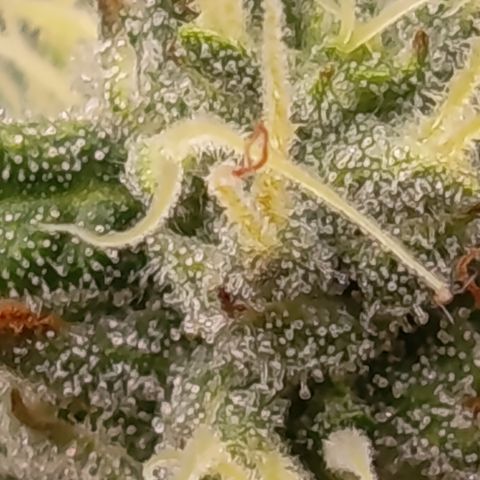 Green Gelato  growlog timeline photo