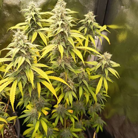 Sherbet Queen  growlog timeline photo