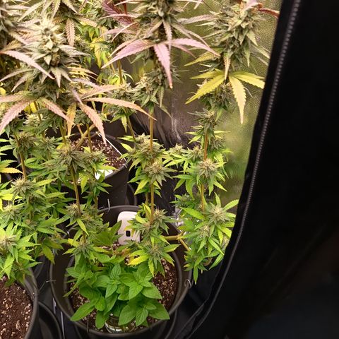 Green Gelato  growlog timeline photo