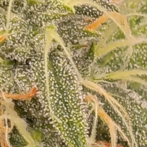Sherbet Queen  growlog timeline photo