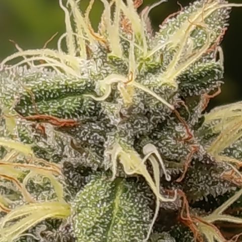 Green Gelato  growlog timeline photo