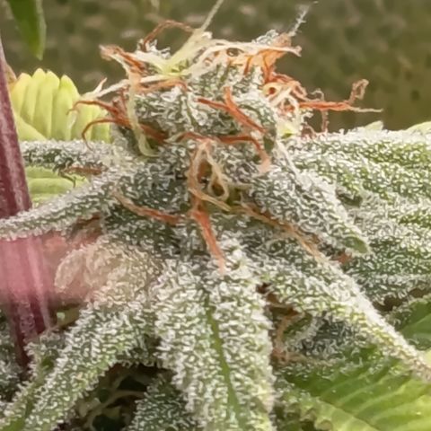 Pink Runtz  growlog timeline photo