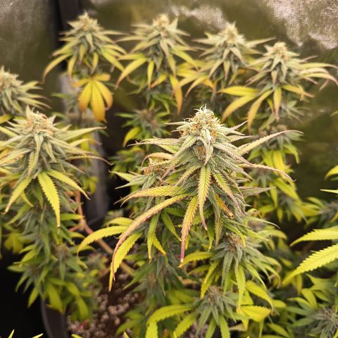 Pink Runtz  growlog timeline photo
