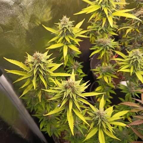 Fat Gorilla  growlog timeline photo