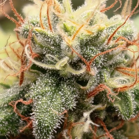 Fat Gorilla  growlog timeline photo