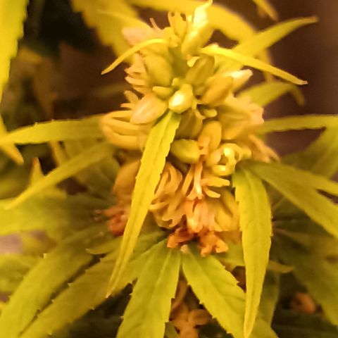 Royal Runtz  growlog timeline photo