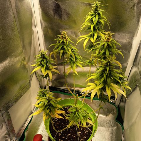 Royal Runtz  growlog timeline photo